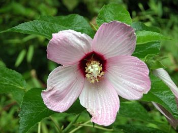Hibiscus moscheutos 