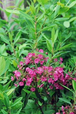 Kalmia angustifolia