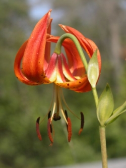 Lilium superbum 