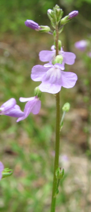 Nuttallanthus canadensis