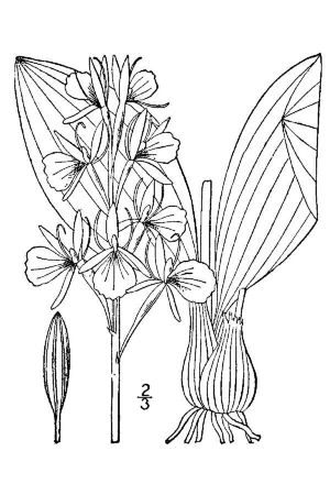 Liparis liliifolia 