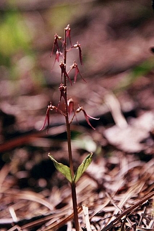 Listera australis