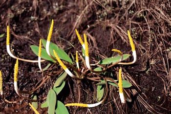 Orontium aquaticum