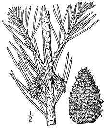 Pinus virginiana