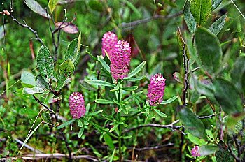 Polygala cruciata