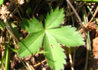 Potentilla simplex 