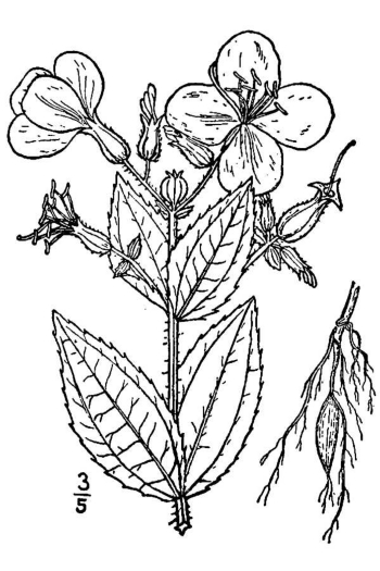 Rhexia virginica 