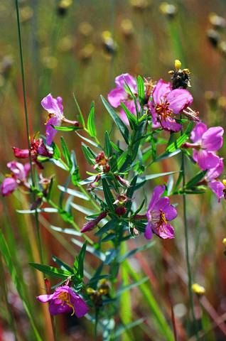 Rhexia virginica 