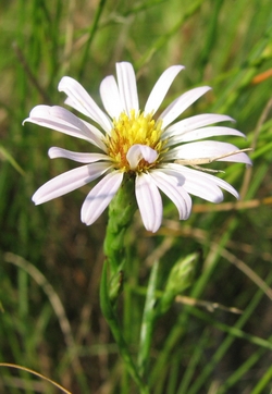 Symphyotrichum tenuifolium