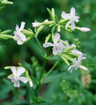 Saponaria officinalis 