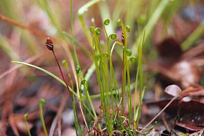 Schizaea pusilla  