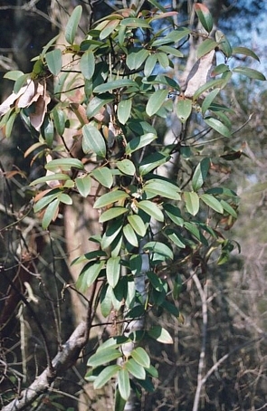 Smilax laurifolia 