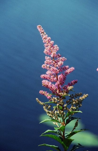 Spiraea tomentosa  