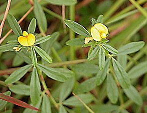 Stylosanthes biflora 