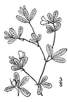 Stylosanthes biflora 