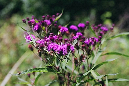 Vernonia noveboracensis