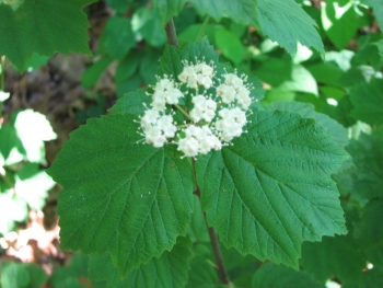 Viburnum acerifolium