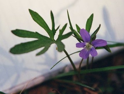 Viola brittoniana