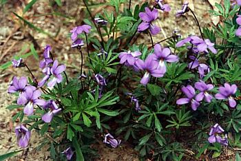 Viola pedata