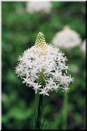 Xerophyllum asphodeloides 