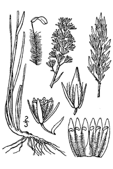 Narthecium americanum