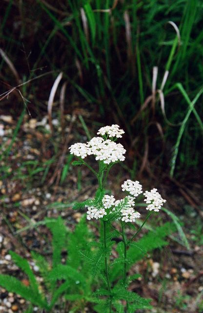 Achillea millefolium