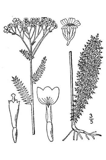 Achillea millefolium