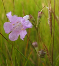 Agalinis maritima