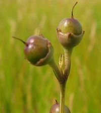 Agalinis maritima