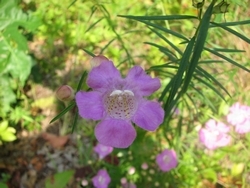 Agalinis purpurea
