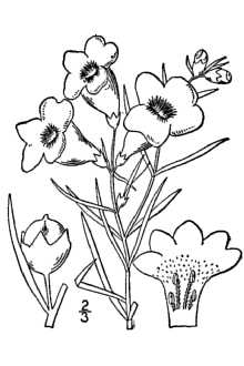 Agalinis purpurea
