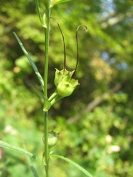 Agalinis purpurea