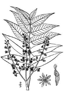 Ailanthus altissima