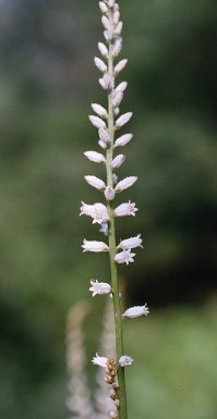 Aletris farinosa