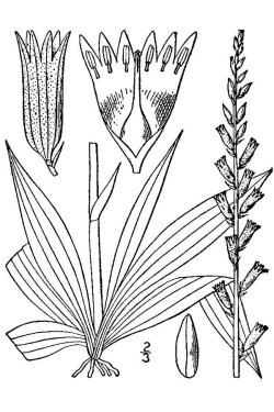 Aletris farinosa