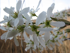 Amelanchier arborea