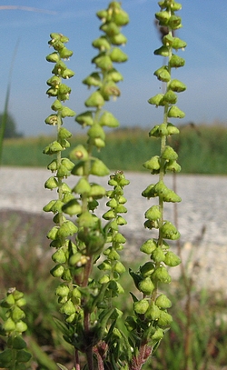 Ambrosia artemisiifolia