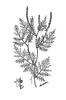 Ambrosia artemisifolia