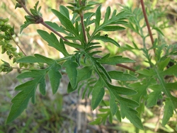 Ambrosia artemisiifolia