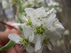 Amelanchier canadensis