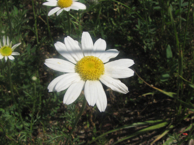 Anthemis arvensis