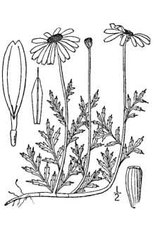 Anthemis arvensis