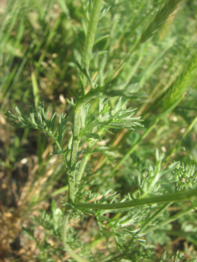 Anthemis arvensis