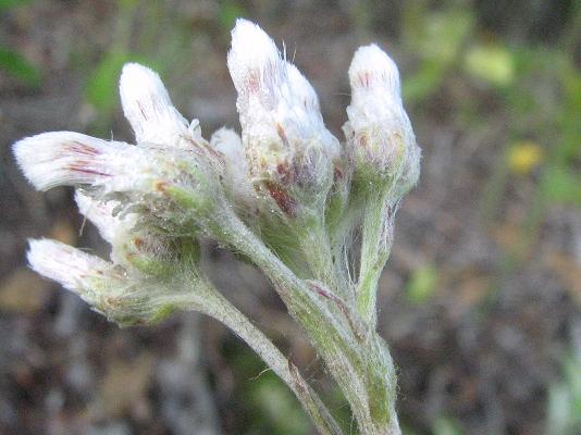 Antennaria neglecta