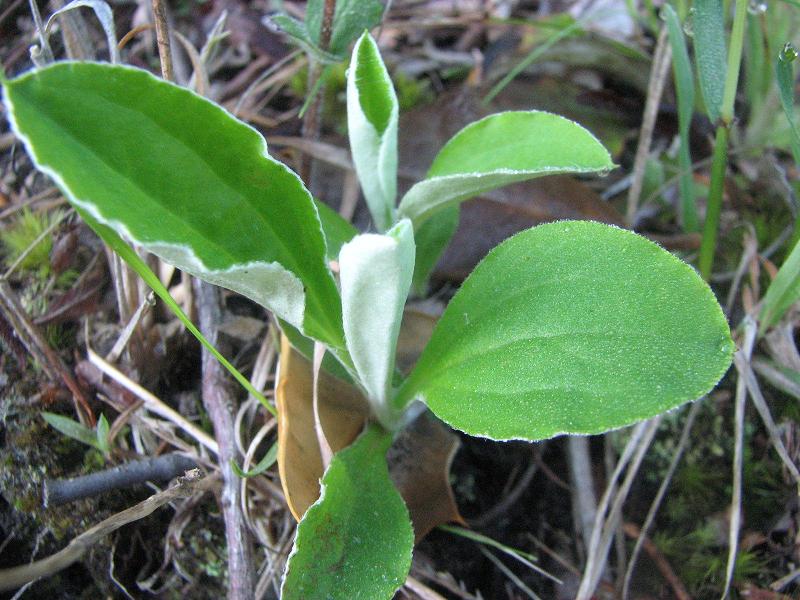 Antennaria neglecta