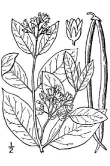 Apocynum cannabinum