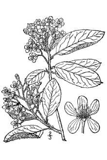 Photinia pyrifolia