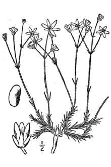 Minuartia caroliniana