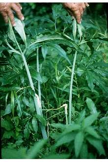 Arisaema dracontium