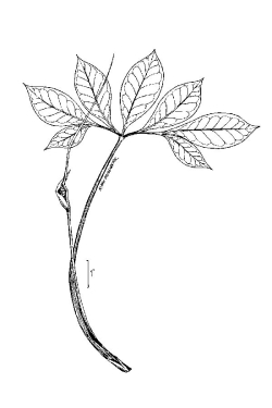 Arisaema dracontium